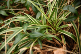 Carex dolichostachya 'Kaga-nishiki' RCP1-2019 (277).JPG